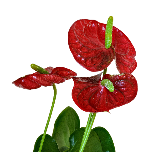 anthurium